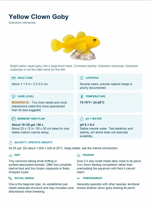Fish care card: Yellow Clown Goby