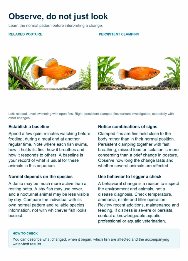 Guide page: Observe, do not just look