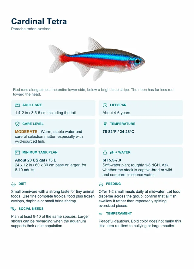 Fish care card: Cardinal Tetra